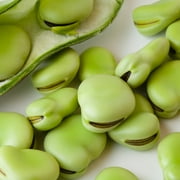Bean Seeds - Fava - Aquadulce - 1 Lb 240 Seeds - Vicia faba - Farm & Garden Vegetable Gardening & Microgreens Seeds - Non-GMO, Heirloom, Open Pollinated, Annual