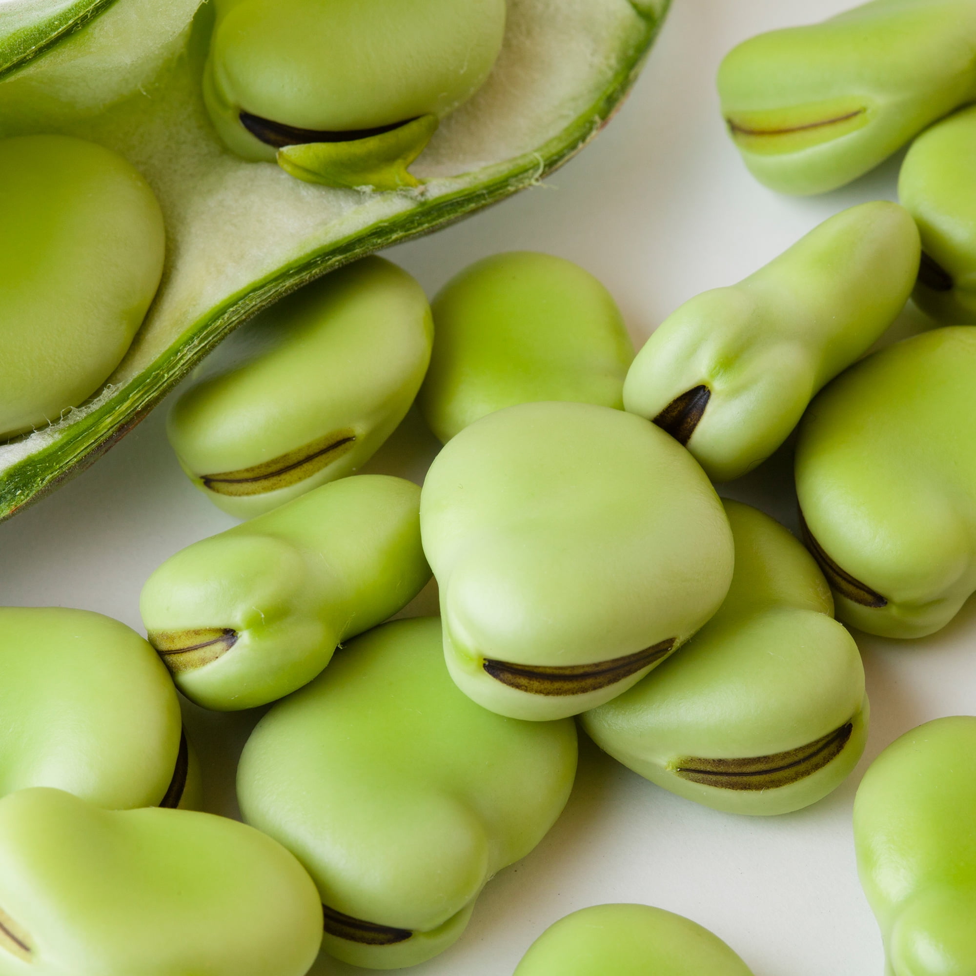 Mountain Valley Seed Company Fava Aquadulce Bean Seeds