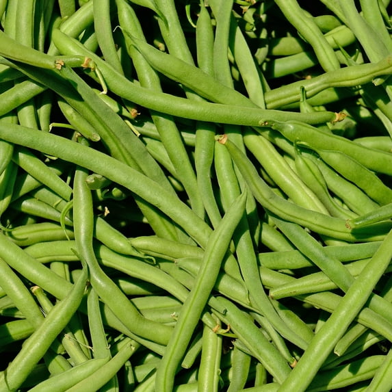 Bean Seeds - Greencrop Bush - 4 Oz ~360 Seeds - Phaseolus vulgaris - Non-GMO, Heirloom - Farm & Vegetable Garden