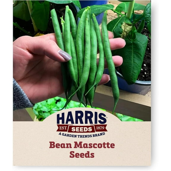 Harris Seeds Mascotte Green Bean Seeds, Stringless Pods, Compact Plants, Non-GMO, 100 Count