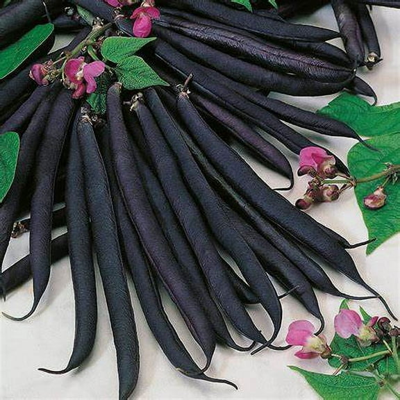 Bean Seeds, Purple Queen Bean Seeds - 100 Count Seed Pack - Beautiful deep Purple pods with a Great Fresh Flavor - Country Creek LLC