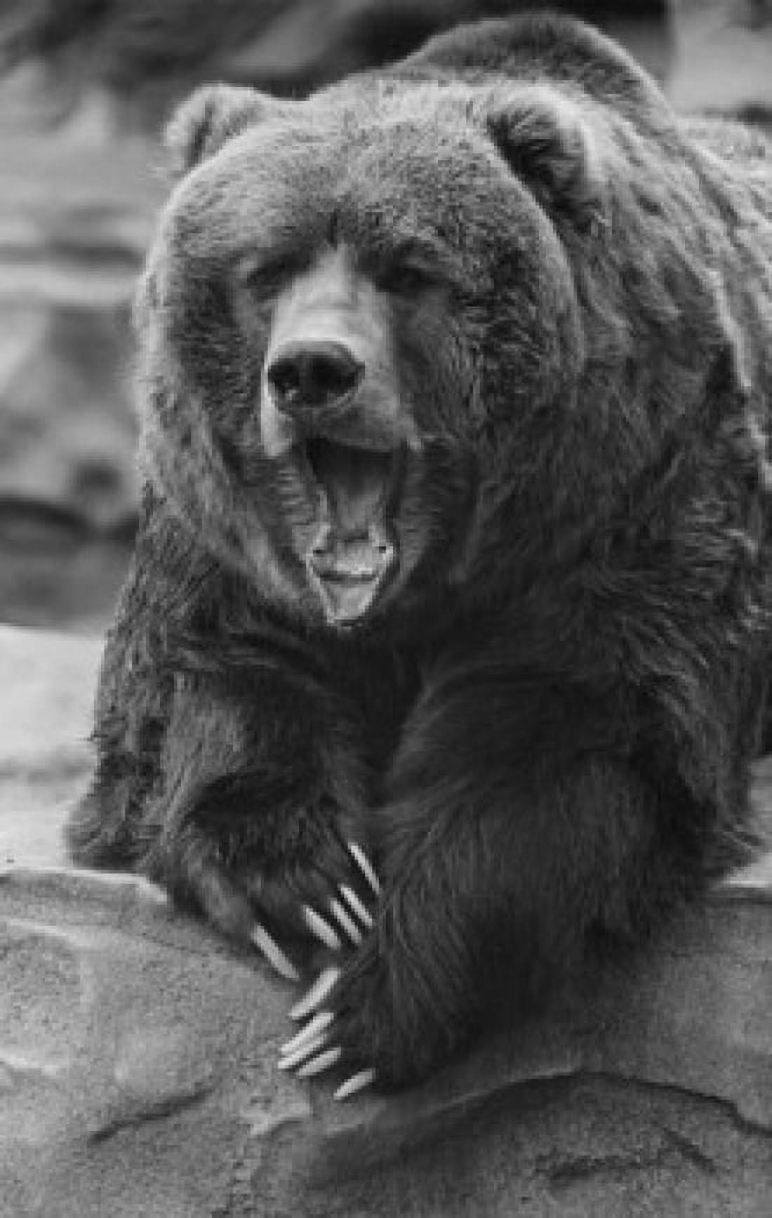 Bear Canvas Art - (18 x 24)