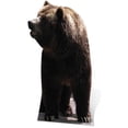 thumbnail image 1 of Bear Cardboard Cutout Cardboard Cutout, 1 of 1