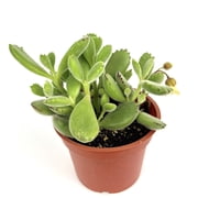 Bear Claws Succulent Cotyledon Tomentosa, 4 Pot