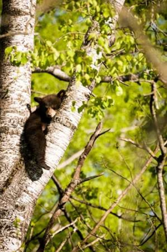 Bear Cub in Tree I Canvas Art - Beth Wold (20 x 28)