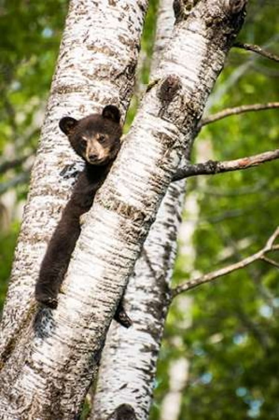 Bear Cub in Tree II Canvas Art - Beth Wold (20 x 28)