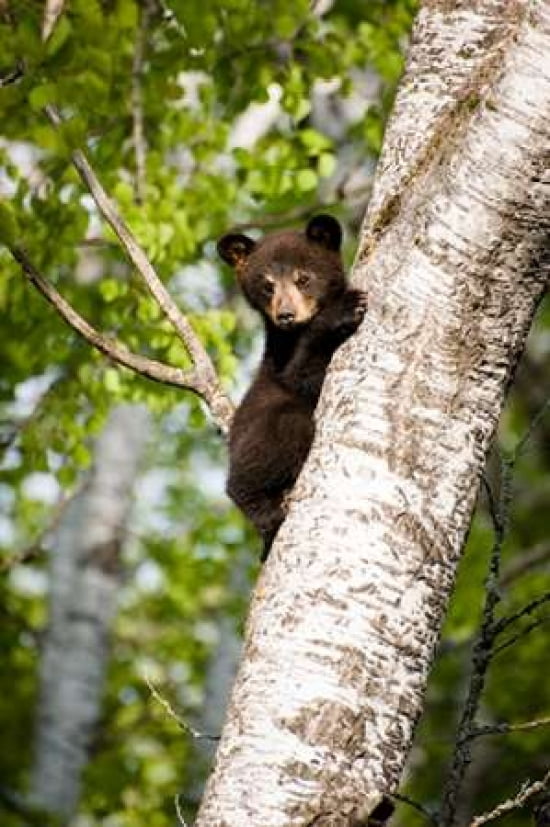 Bear Cub in Tree III Canvas Art - Beth Wold (20 x 28)