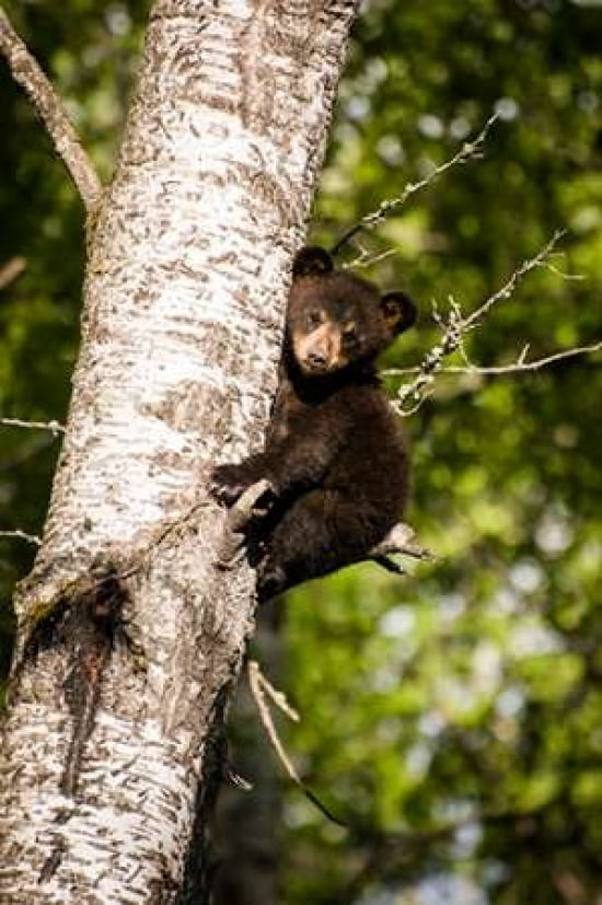 Bear Cub in Tree IV Canvas Art - Beth Wold (20 x 28)