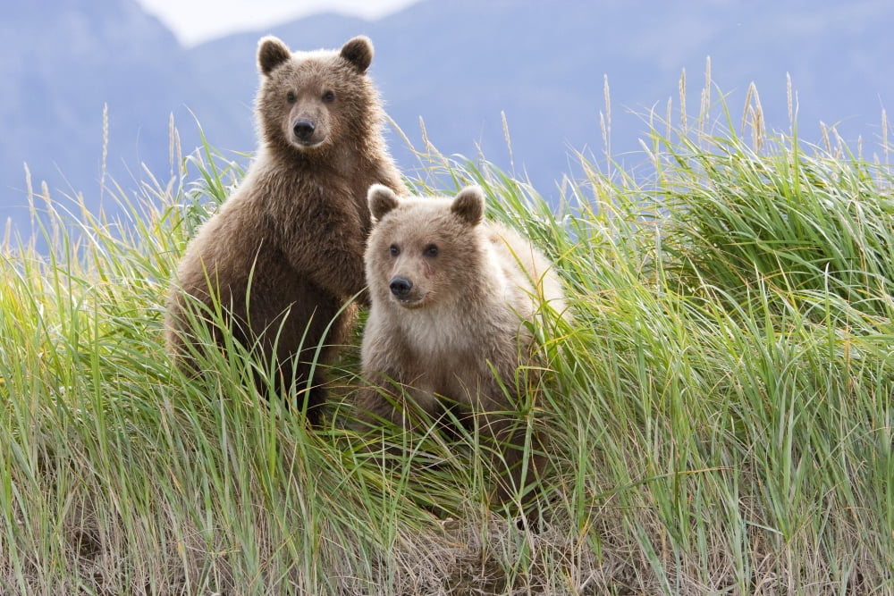 Bear Cubs Standing On A Riverbank At Hallo Bay Katmai National Park Alaska Canvas Art - Kent Fredriksson  Design Pics (17 x 11)