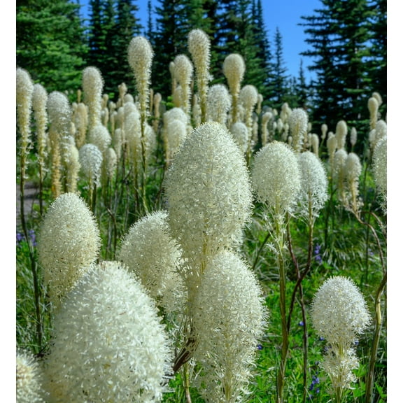 Bear Grass Seeds for Planting - 30 Seeds - Xerophyllum tenax - Exotic Flowering Grass Seeds