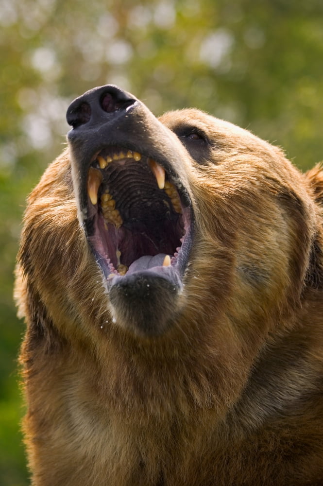 Bear With Open Mouth Canvas Art - Carson Ganci Design Pics (11 x 17)