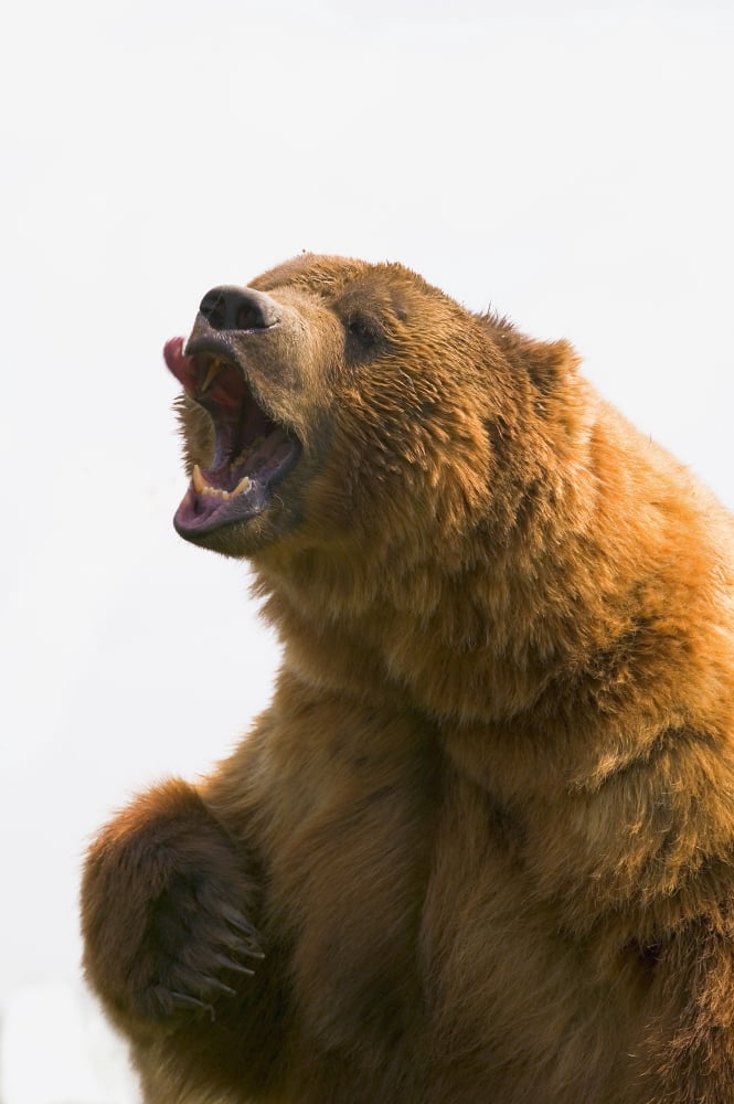 Bear With Tongue Out Of Mouth Canvas Art - Carson Ganci Design Pics (11 x 17)