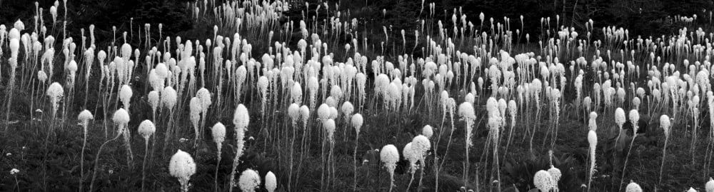 Bear grass (Xerophyllum tenax) along Going-to-the-Sun Road in Glacier National Park Montana USA Canvas Art - Panoramic Images (27 x 9)