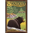 thumbnail image 1 of Bear in Forest, Sequoia National Forest, CA (16x24 Giclee Gallery Art Print, Vivid Textured Wall Decor), 1 of 3