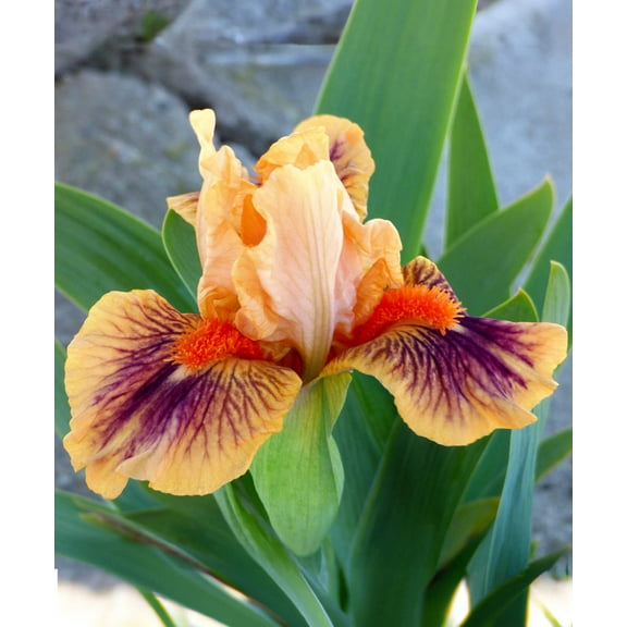 Bear's Ears Dwarf Bearded Iris - #1 Rhizome
