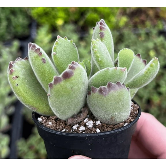 Bears Paw Plant Cotyledon Tomentosa Succulent Potted Plant Cotyledon Bear Paws 2"Pot