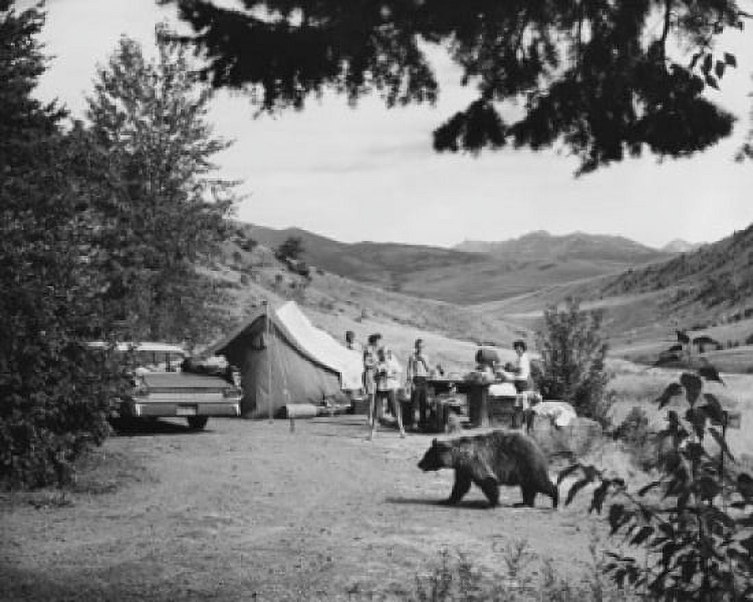 Bear walking in a field near a group of people camping Yellowstone National Park Wyoming USA Canvas Art - (24 x 36)