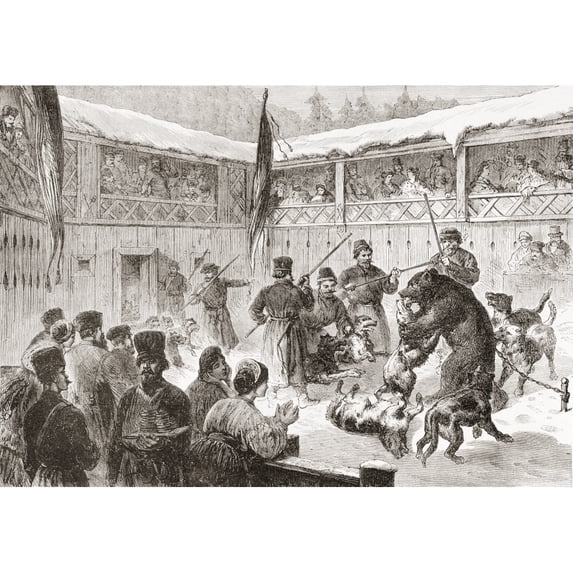 Bear-baiting with dogs in the 19th century. A blood sport involving the worrying or tormenting of bears involving pitting a bear against