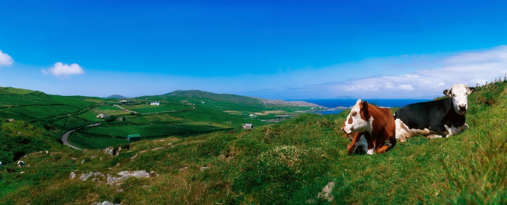 Beara Peninsula West Cork County Cork Ireland Cattle Resting On Hillside Canvas Art - The Irish Image Collection Design Pics (31 x 12)