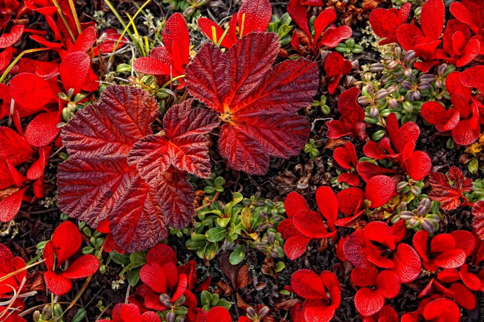 Bearberry And Cloudberry Plants In Fall Colour Dempster Highway Yukon Canvas Art - Robert Postma Design Pics (34 x 22)