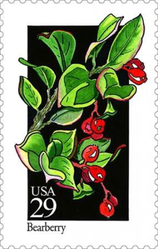 Bearberry Canvas Art - US POSTAL SERVICE (12 x 18)
