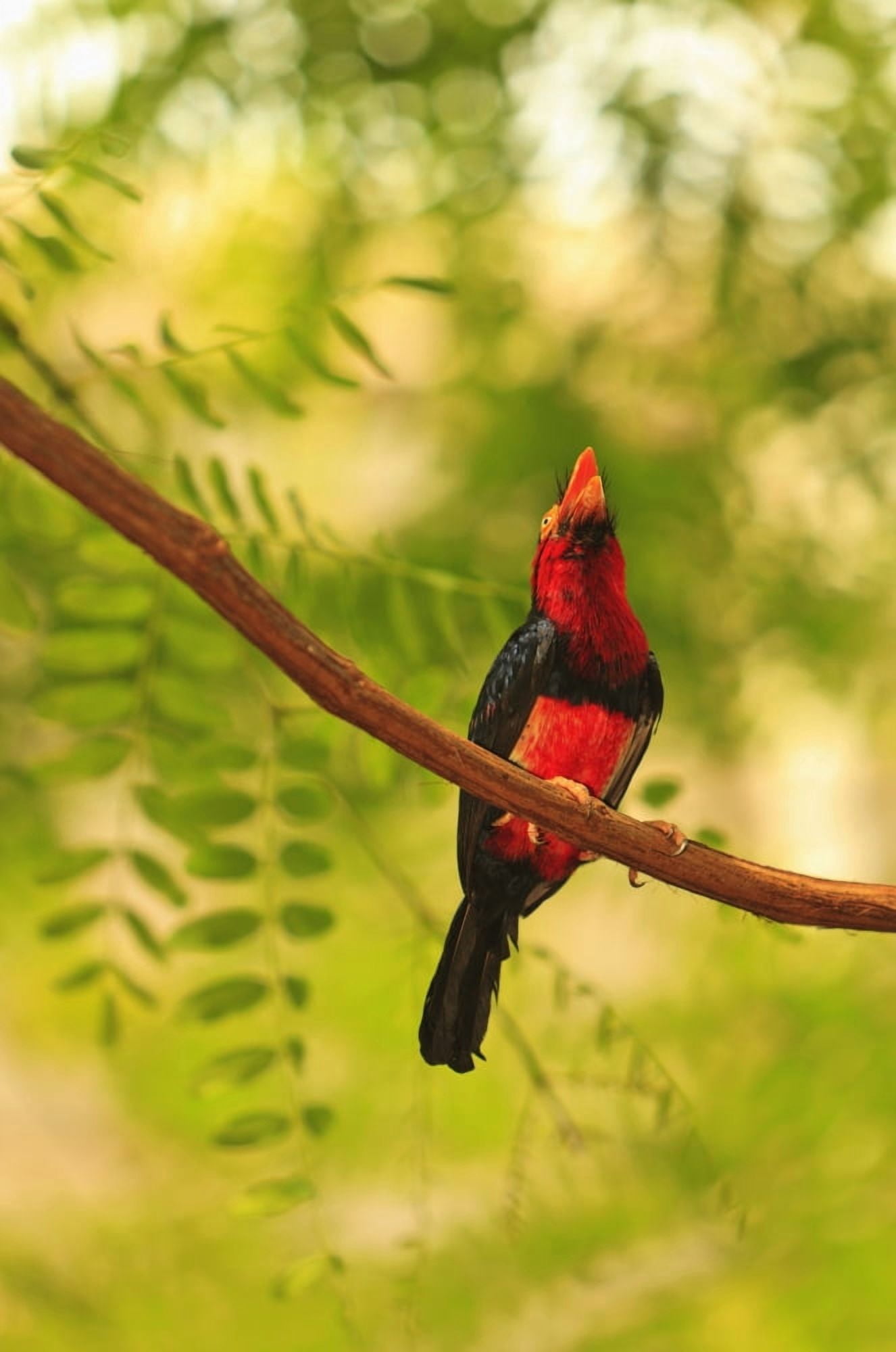 Bearded Barbet (Lybius Dubius) At San Diego Wild Animal Park Near Escondido California United States of America Canvas Art - Stuart Westmorland Design Pics (24 x 38)