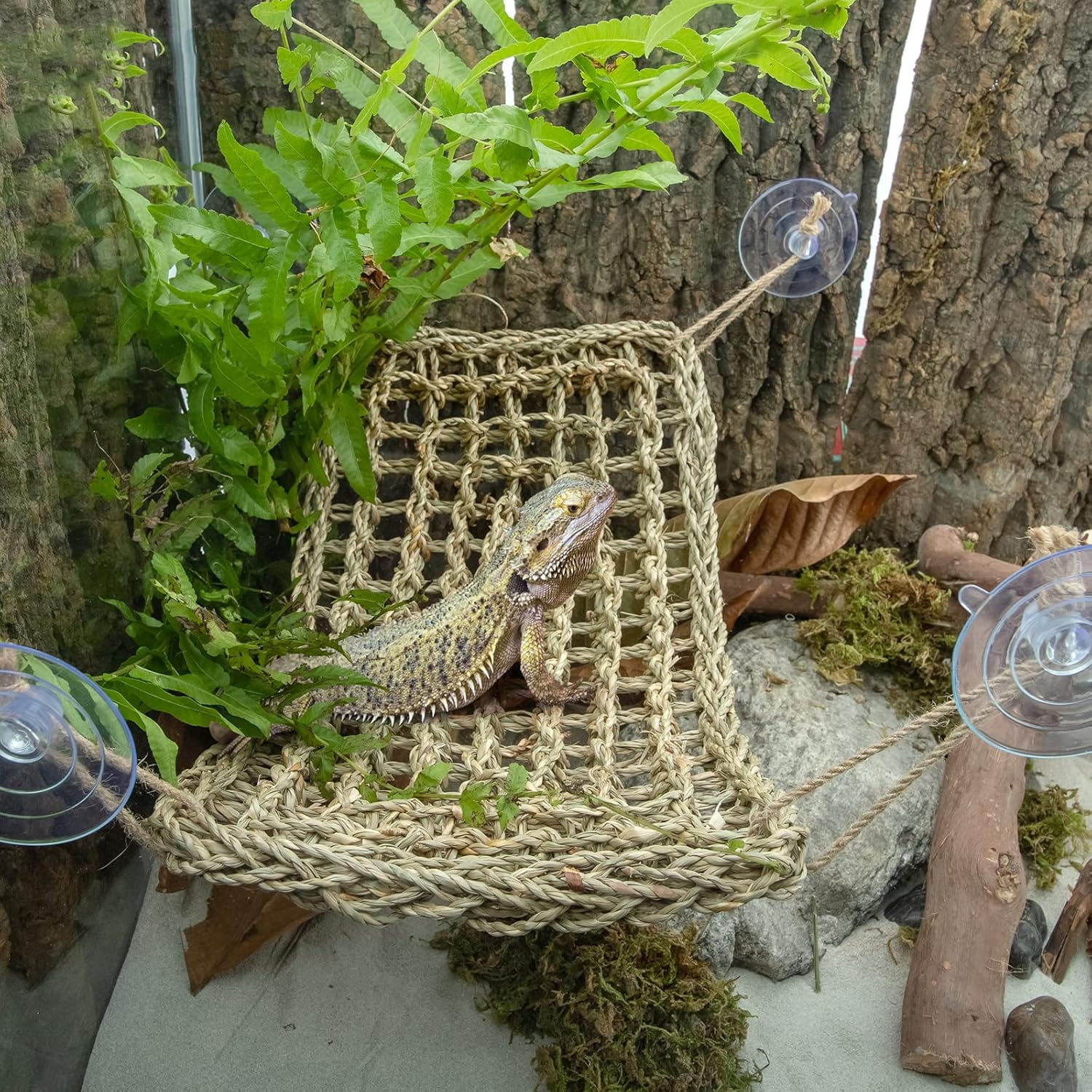 Bearded Dragon Hammock Reptile Lounger for Chameleon, Lizards, Gecko