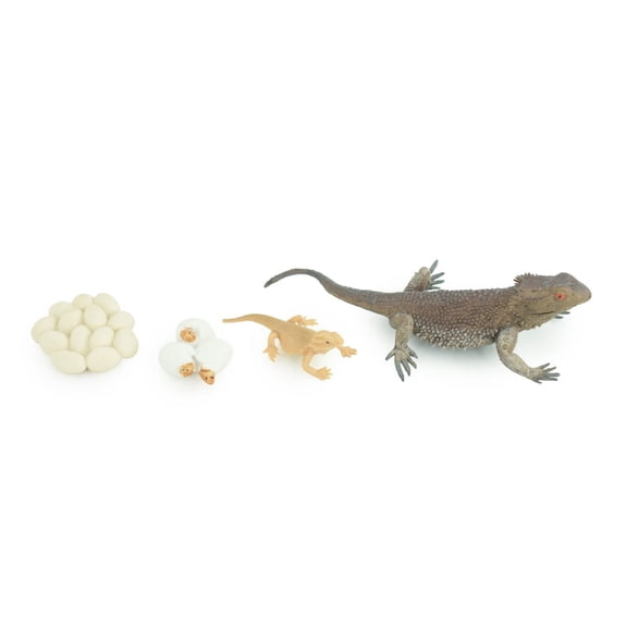 Bearded Dragon Life Cycle, 4 Piece Set, Hand Painted, Educational, High Quality Rubber Reptile, Realistic Lizard, Diorama, Figure, Toys, Kids, Gift, 5 Inches. CH991 BB215