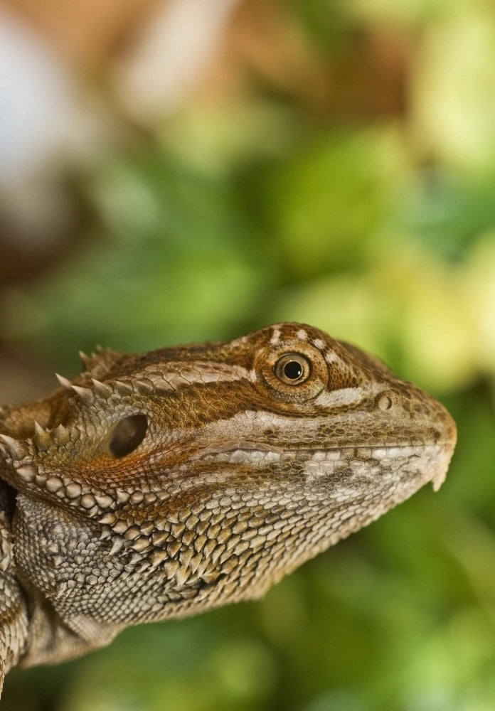 Bearded Dragon Lizard Canvas Art - John Short Design Pics (13 x 19)