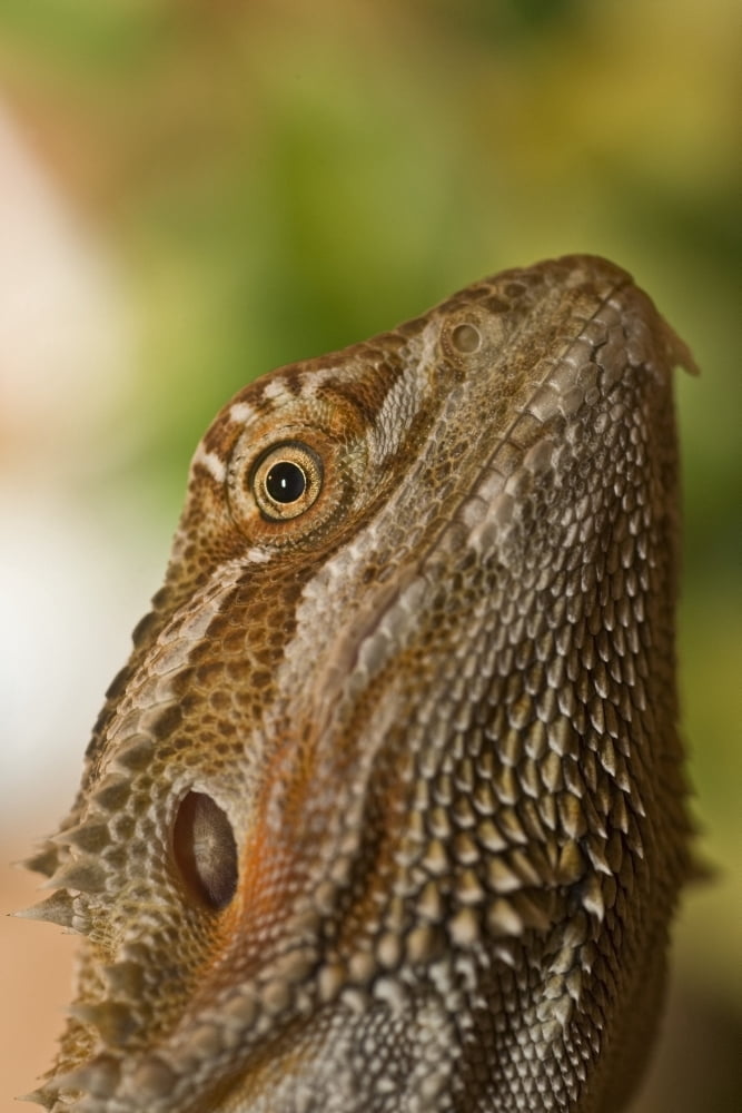Bearded Dragon Lizard Canvas Art - John Short Design Pics (24 x 38)