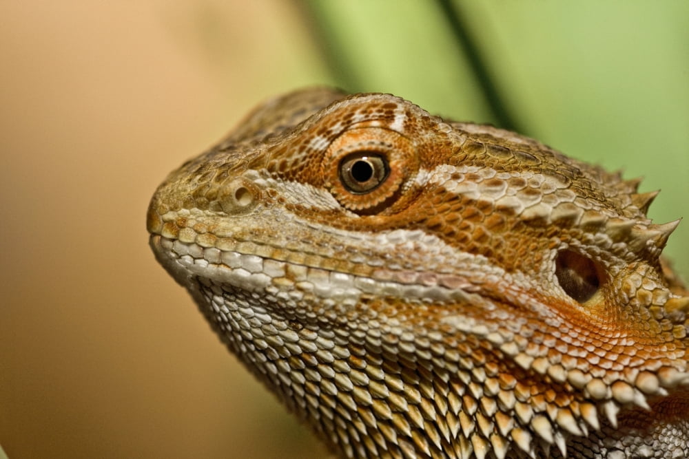 Bearded Dragon Lizard (Pogona) Canvas Art - John Short Design Pics (19 x 12)