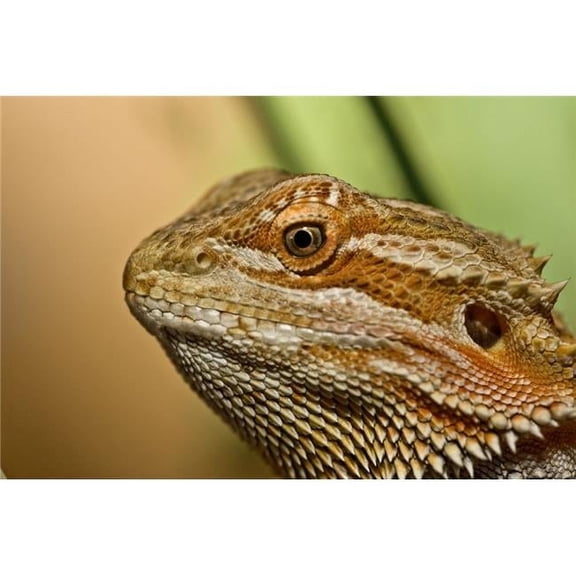 Bearded Dragon Lizard Pogona Poster Print - 19 x 12