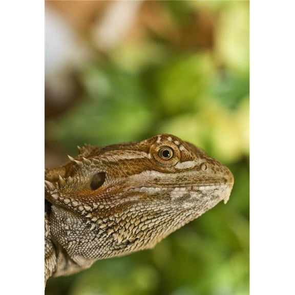 Bearded Dragon Lizard Poster Print