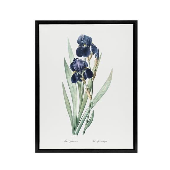 Bearded Iris Botanical Redoute Vintage Black Framed Canvas Wall Art 12X16"