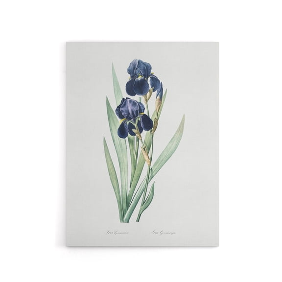 Bearded Iris Botanical Redoute Vintage Canvas Wall Art 24X32"
