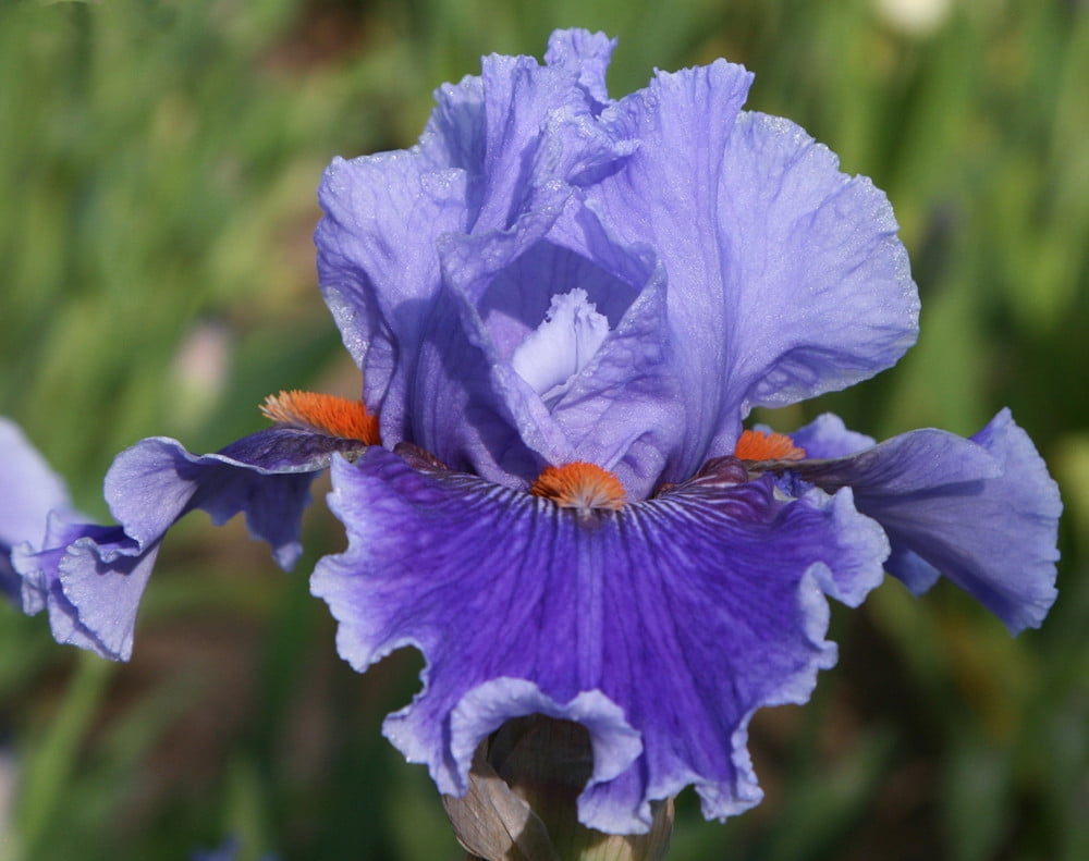 bearded iris bulbs for sale
