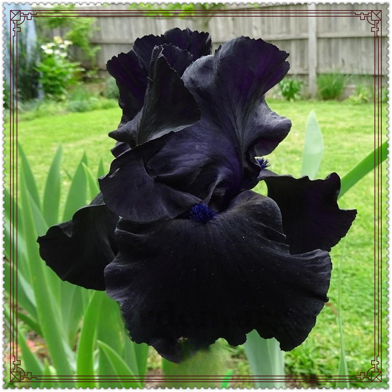 Bearded Iris Bulbs Iris Bulbs For Fall Planting Iris Plants Bulbs Iris