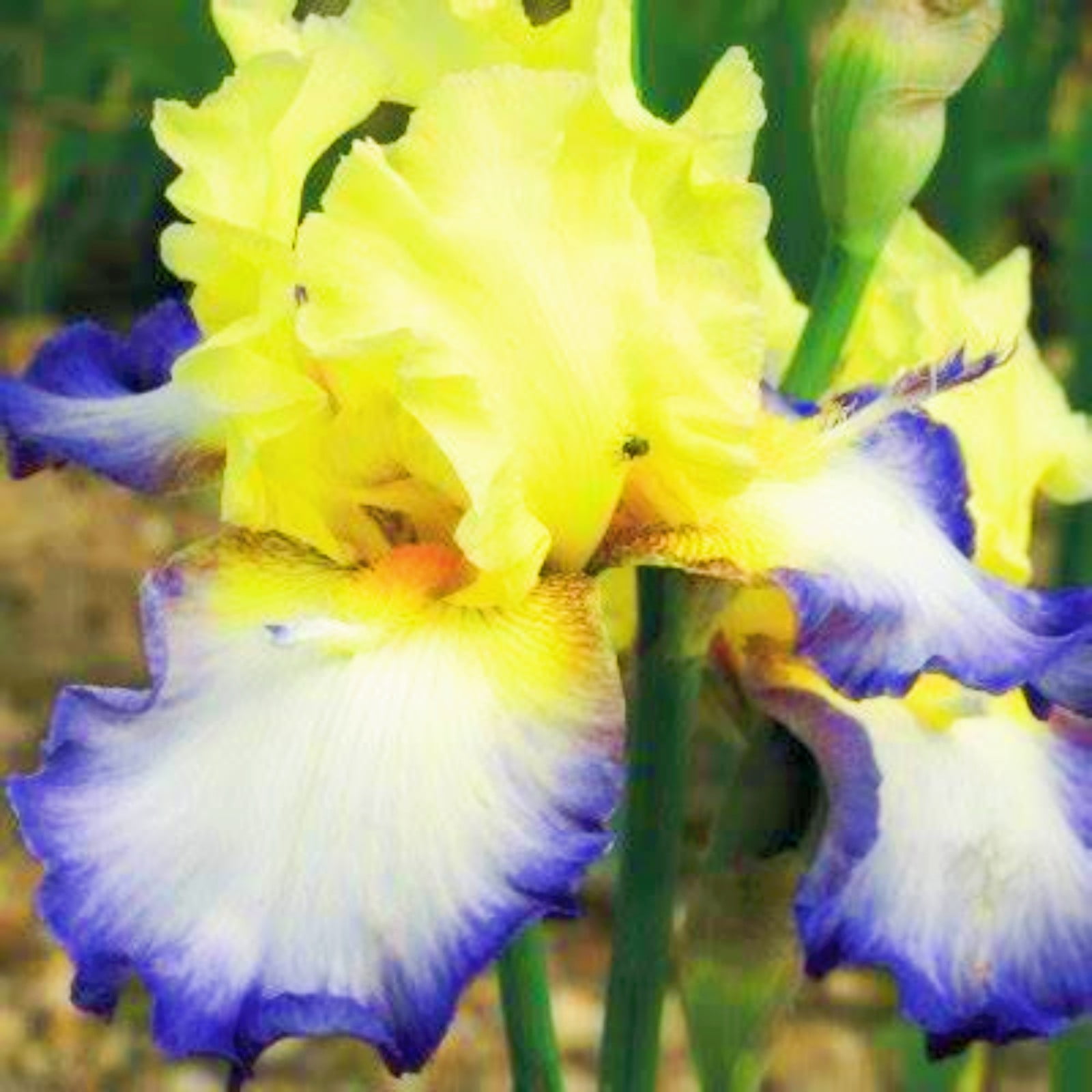 Bearded Iris Bulbs Iris Plants For Sale Iris Plants Growing In Pots
