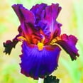Bearded Iris Bulbs Iris Plants For Sale ris Buls Bulk Iris Plants