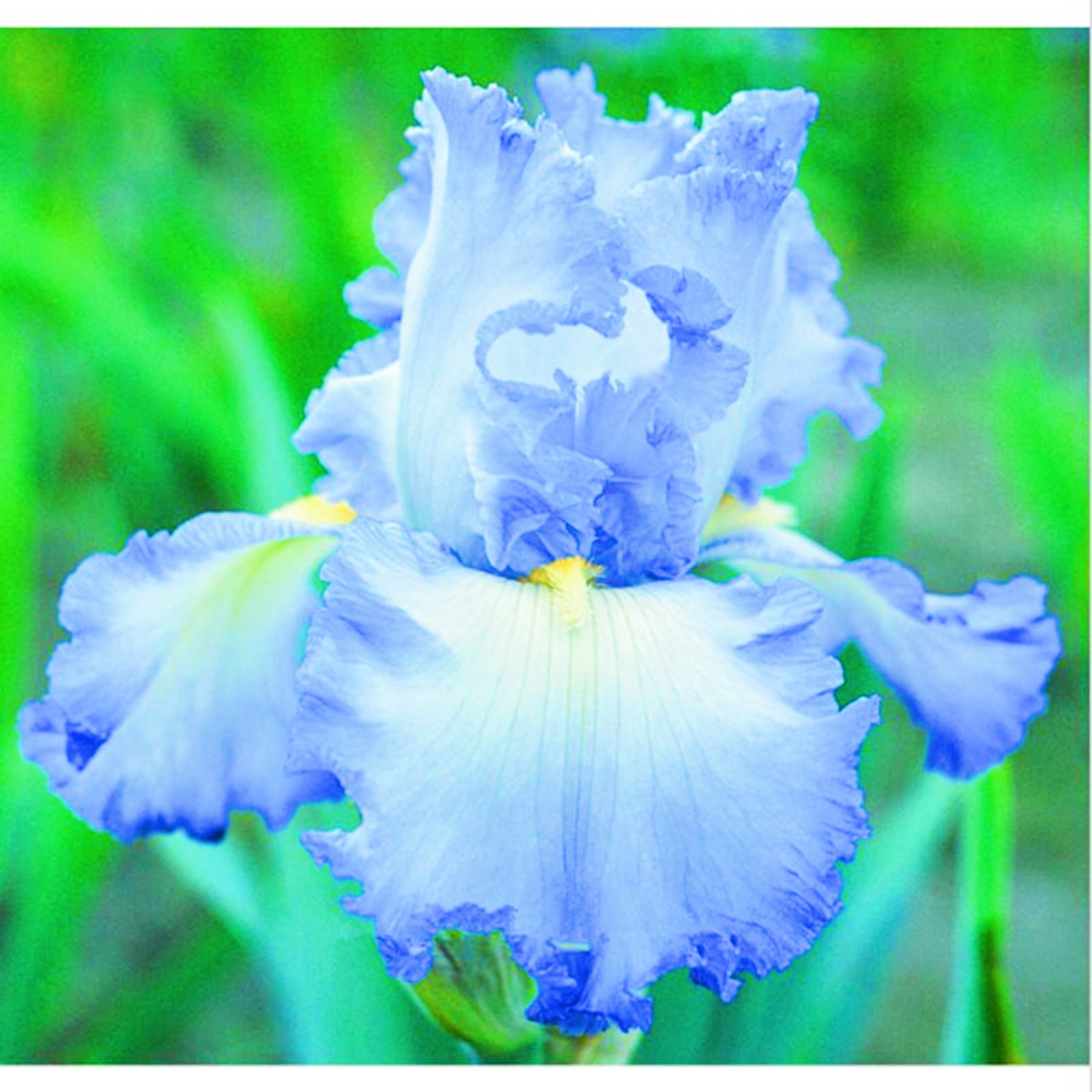 Bearded Iris Bulbs Iris Plants For Sale ris Buls Bulk Iris Plants