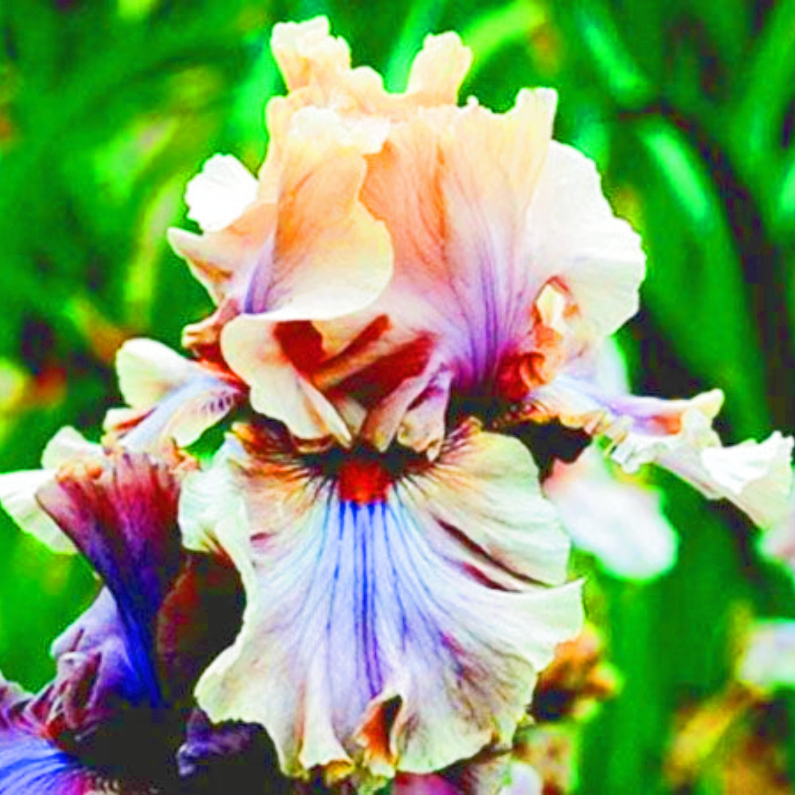 Bearded Iris Bulbs Iris Plants For Sale ris Buls Bulk Iris Plants