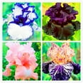 Bearded Iris Bulbs Iris Plants For Sale ris Buls Bulk Iris Plants