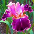 Bearded Iris Bulbs Iris Tubers Iris Plants Bulbs Iris Plants Iris Bulbs Bulk Beautify The Garden