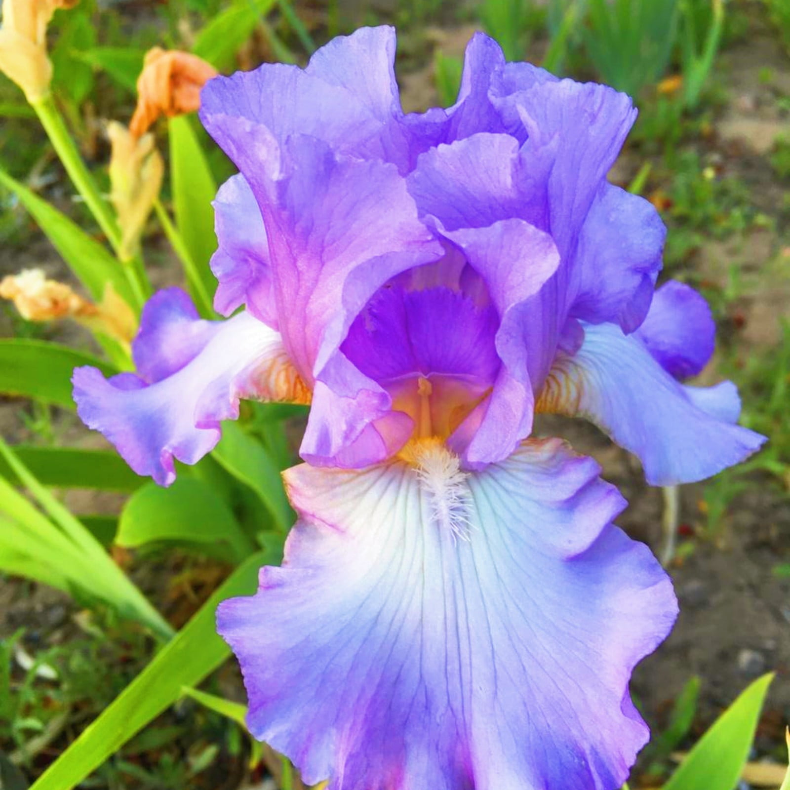 Bearded Iris Bulbs Iris Plants For Sale Iris Bulbs For Planting Iris