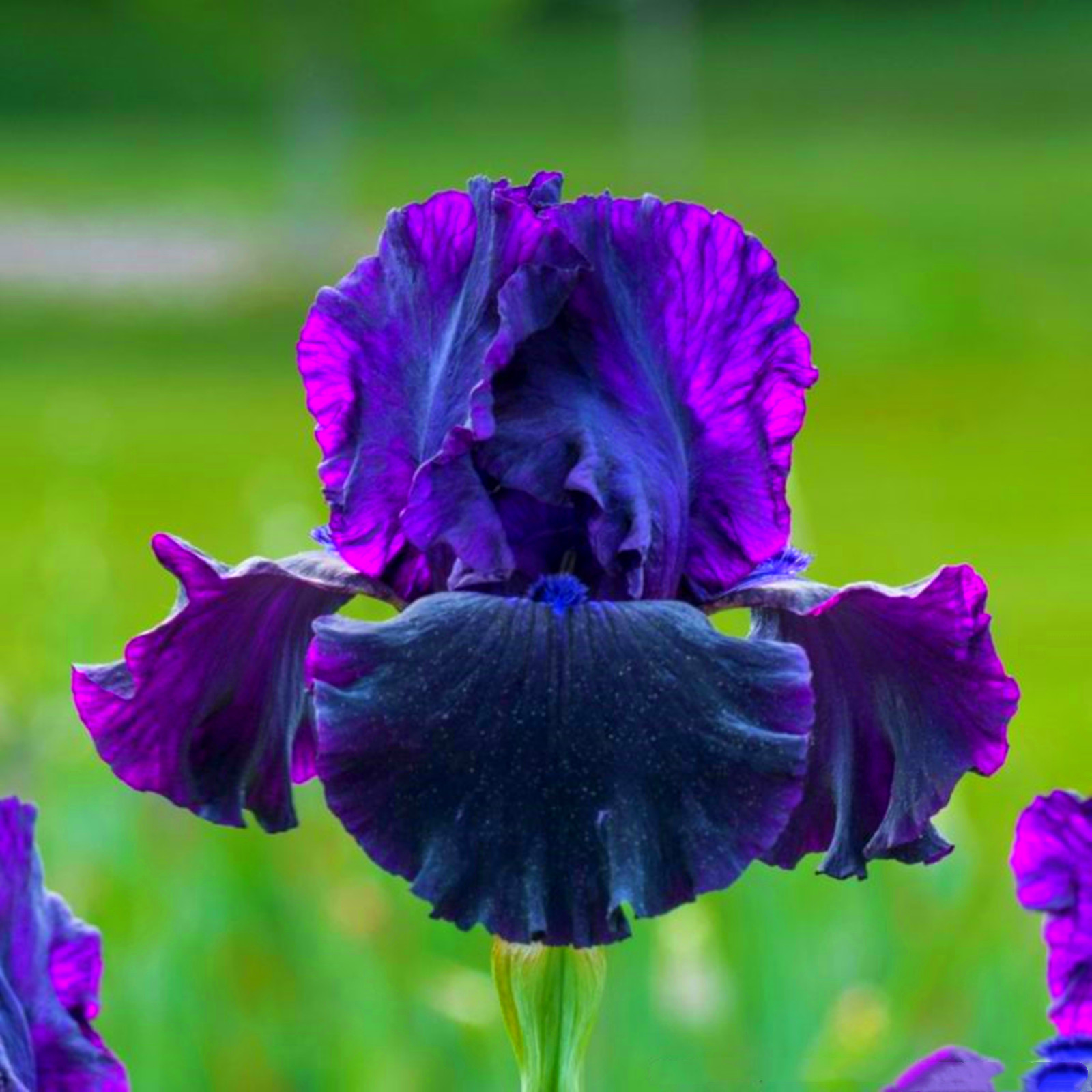 Bearded Iris Bulbs for sale, Simply Beautiful Flowering Perennial