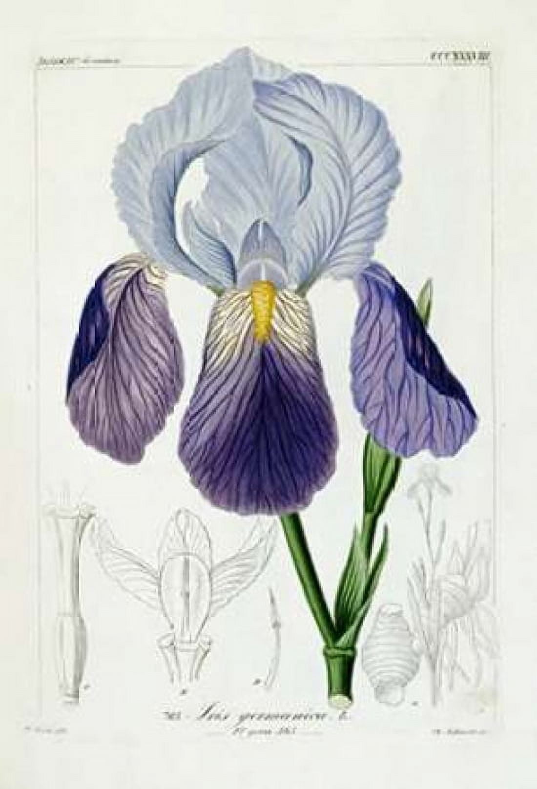 Bearded Iris Canvas Art - HGL Reichenbach (12 x 18)