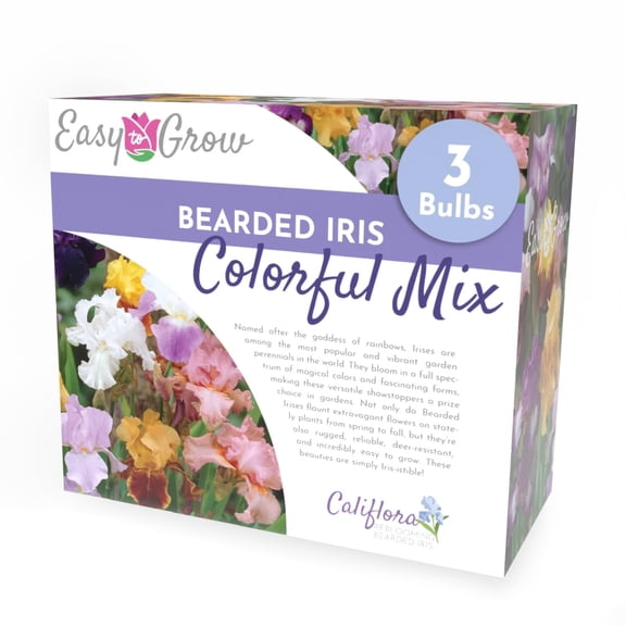 Bearded Iris Colorful Mix 3 Rhizomes Flower Bulb Box - Spring to Fall Blooms, Full Sun, Drought Tolerant Perennial