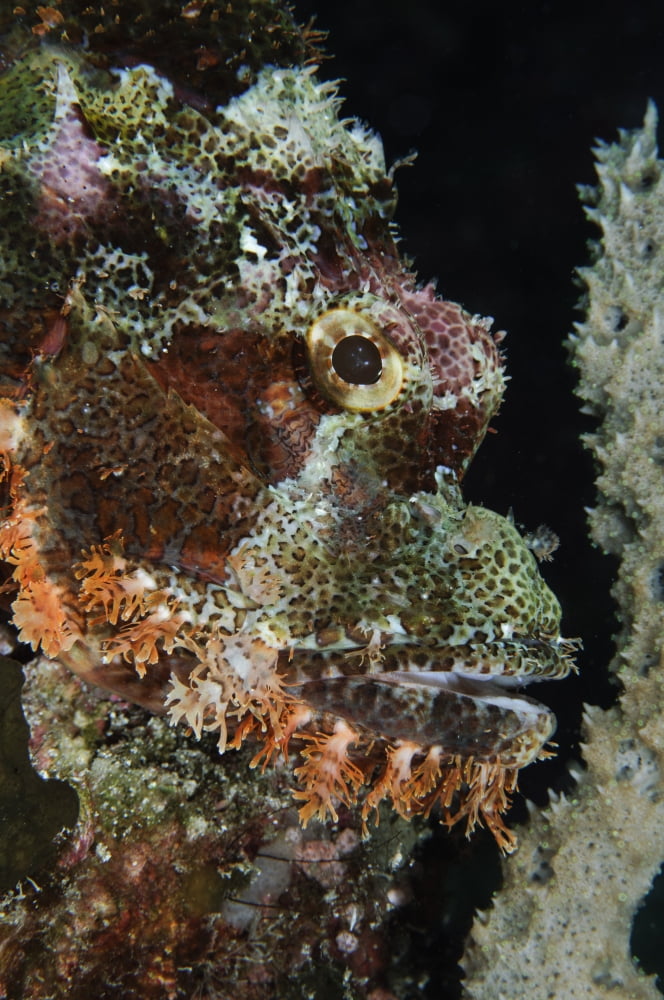Bearded Scorpionfish Indonesia Canvas Art - Todd WinnerStocktrek Images (12 x 18)