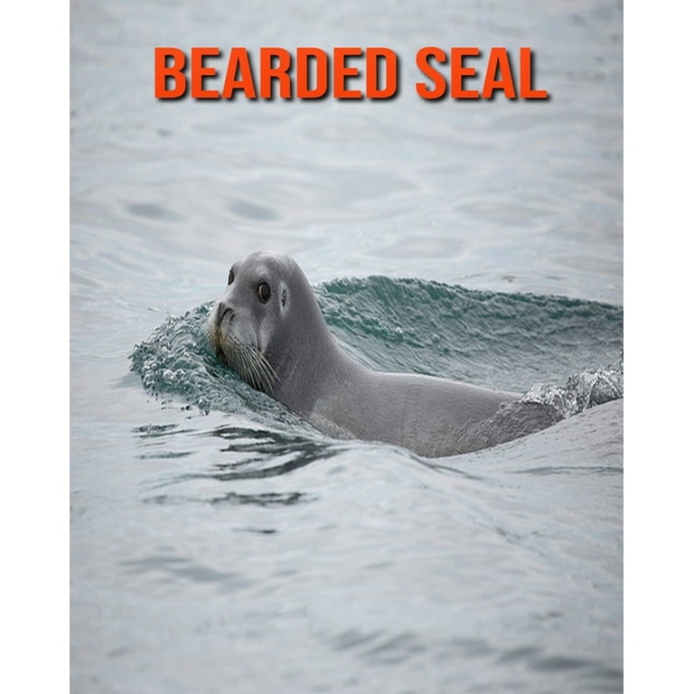 Bearded Seal : Amazing Facts about Bearded Seal (Paperback)