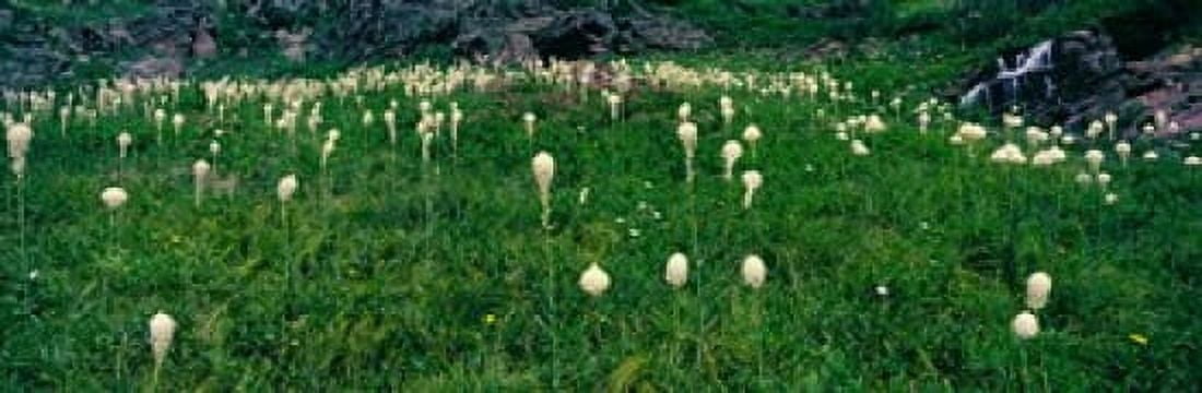 Beargrass (Xerophyllum tenax) on a landscape US Glacier National Park Montana USA Canvas Art - Panoramic Images (36 x 12)